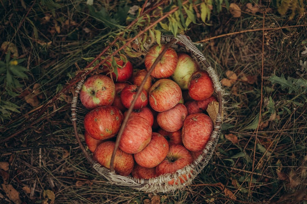 Fall Harvest Feast: Recipes to Celebrate the Bounty of the Season