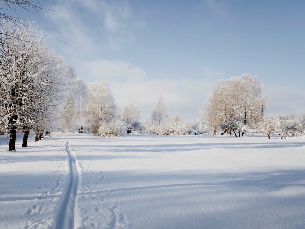 Winter Wellness: Nourishing Soups and Stews for Cold Days