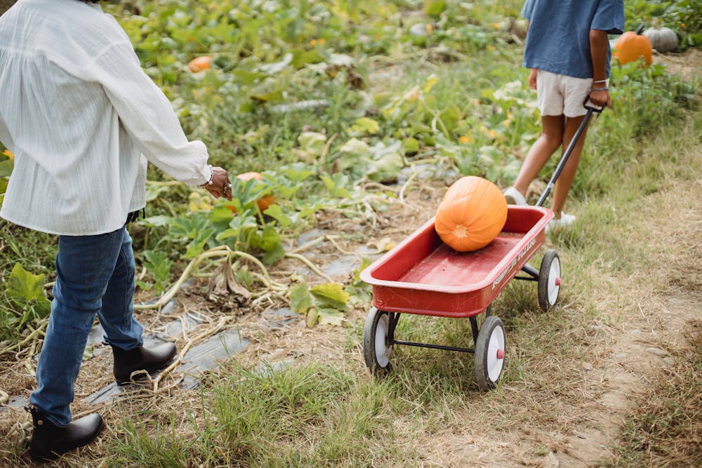 Fall Harvest Feast: Recipes to Celebrate the Bounty of the Season