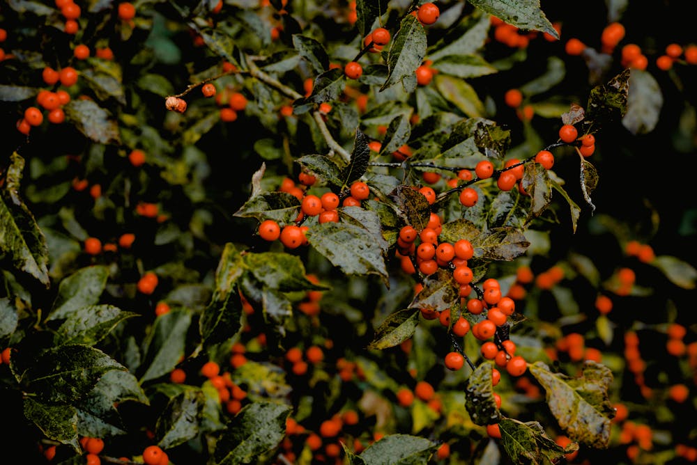 Fall Harvest Feast: Recipes to Celebrate the Bounty of the Season