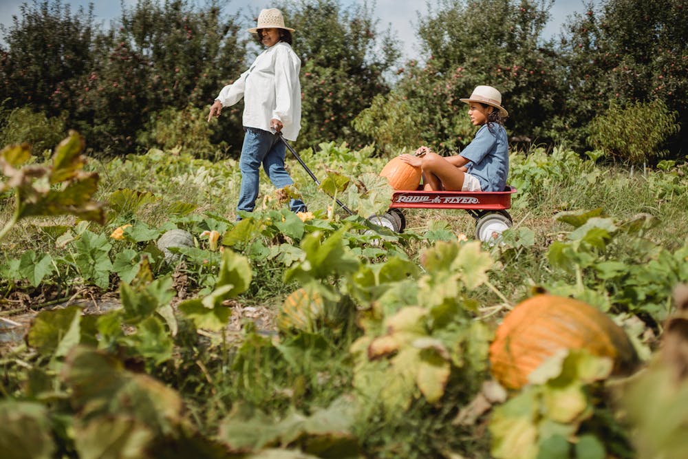 Fall Harvest Feast: Recipes to Celebrate the Bounty of the Season